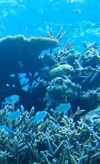 JFE Steel and Innoqua test slag use in coral reef restoration project