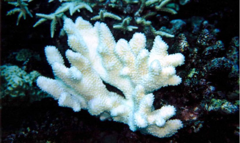 Coral bleaching. When corals bleach they commonly lose 60-90% of their zooxanthellae (symbiontic algae incorporated in the coral) and each zooxanthella may lose 50-80% of its photosynthetic pigments.